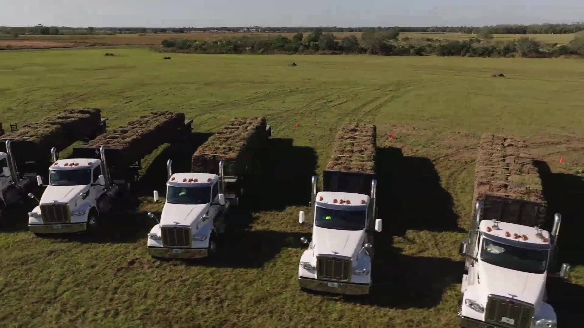 Fresh sod delivery