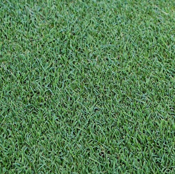 BIMINI® Bermudagrass from AgriScape