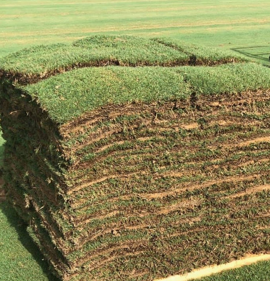 Celebration® Bermudagrass from AgriScape