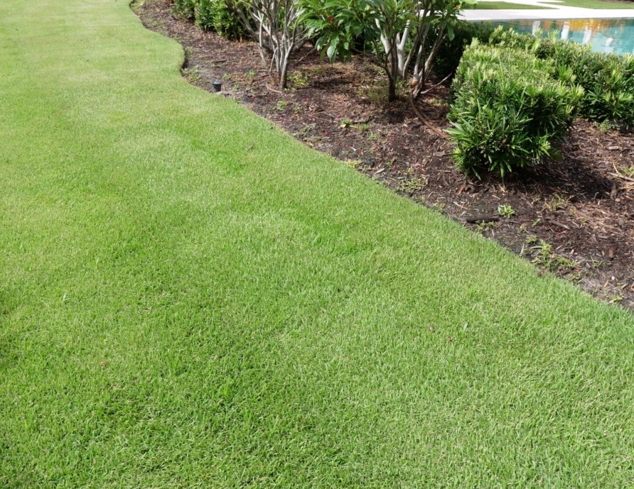 CitraZoy® Zoysiagrass from AgriScape