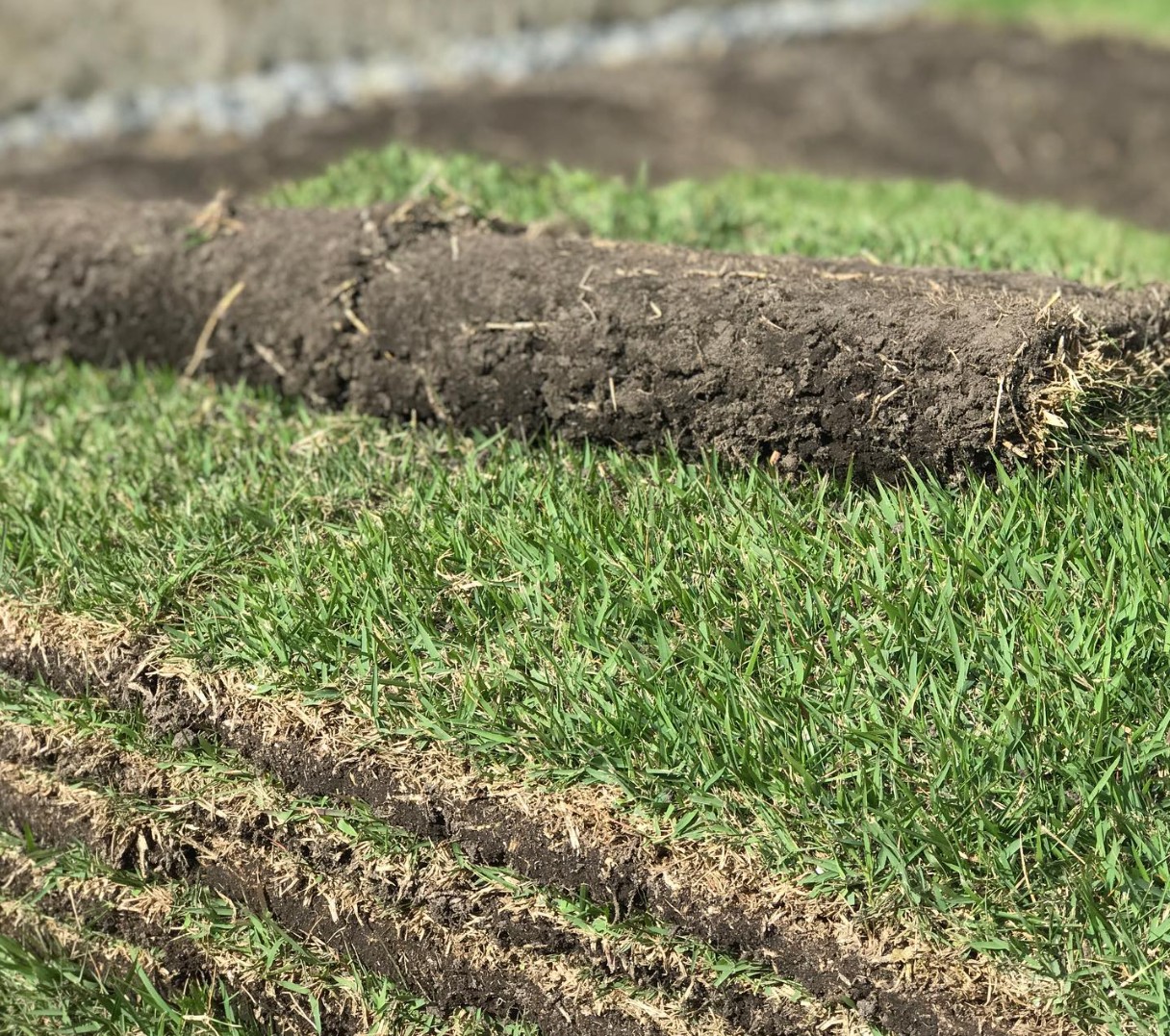 EMPIRE® Zoysia from AgriScape