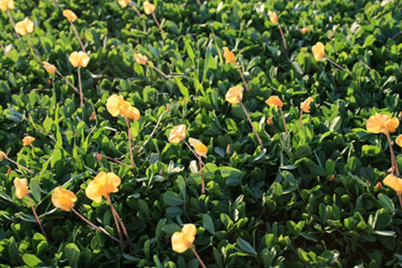 Perennial Peanut from AgriScape