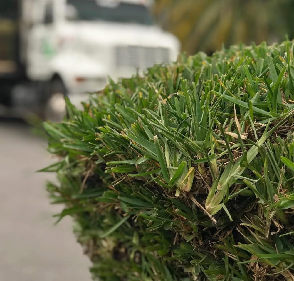 Scotts® ProVista™ St. Augustine from AgriScape