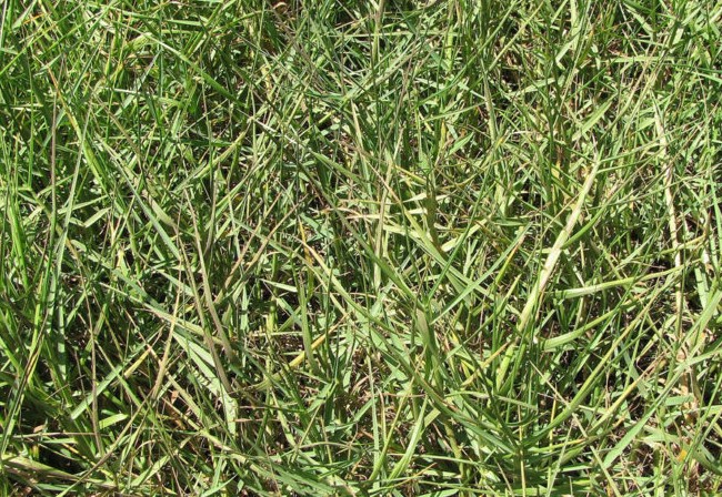 Seashore Paspalum from AgriScape
